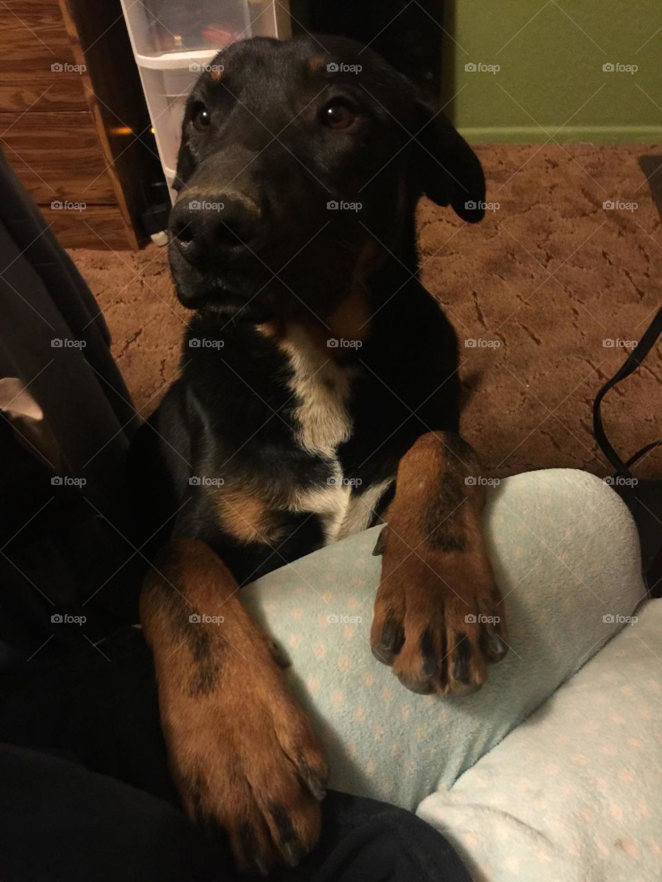 But Mom...I am a lap dog!
