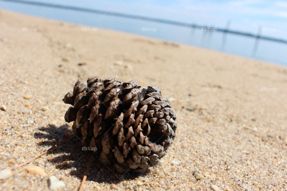 Pine cone 
