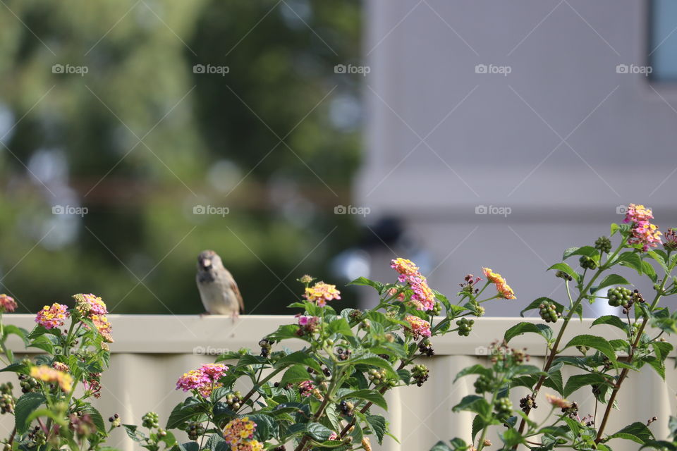 Sparrow sitting on a garden fence 