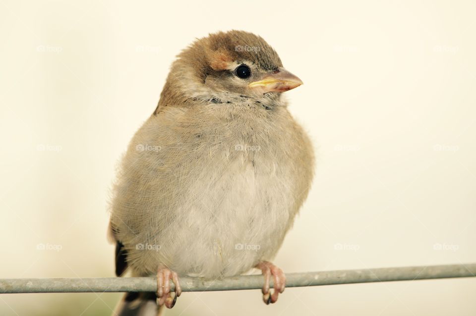 Portrait of bird