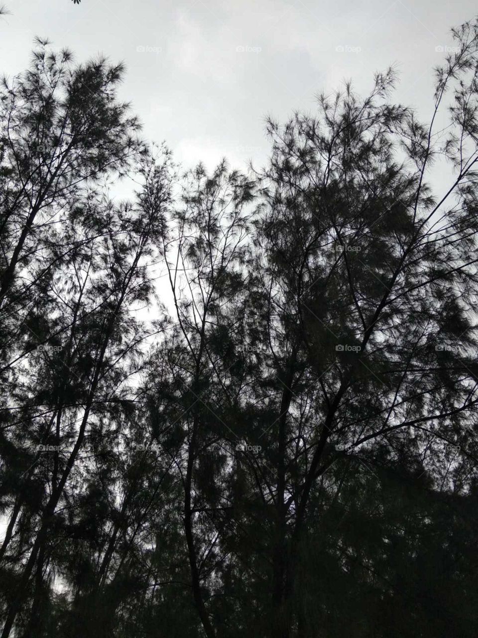 beautiful forest view