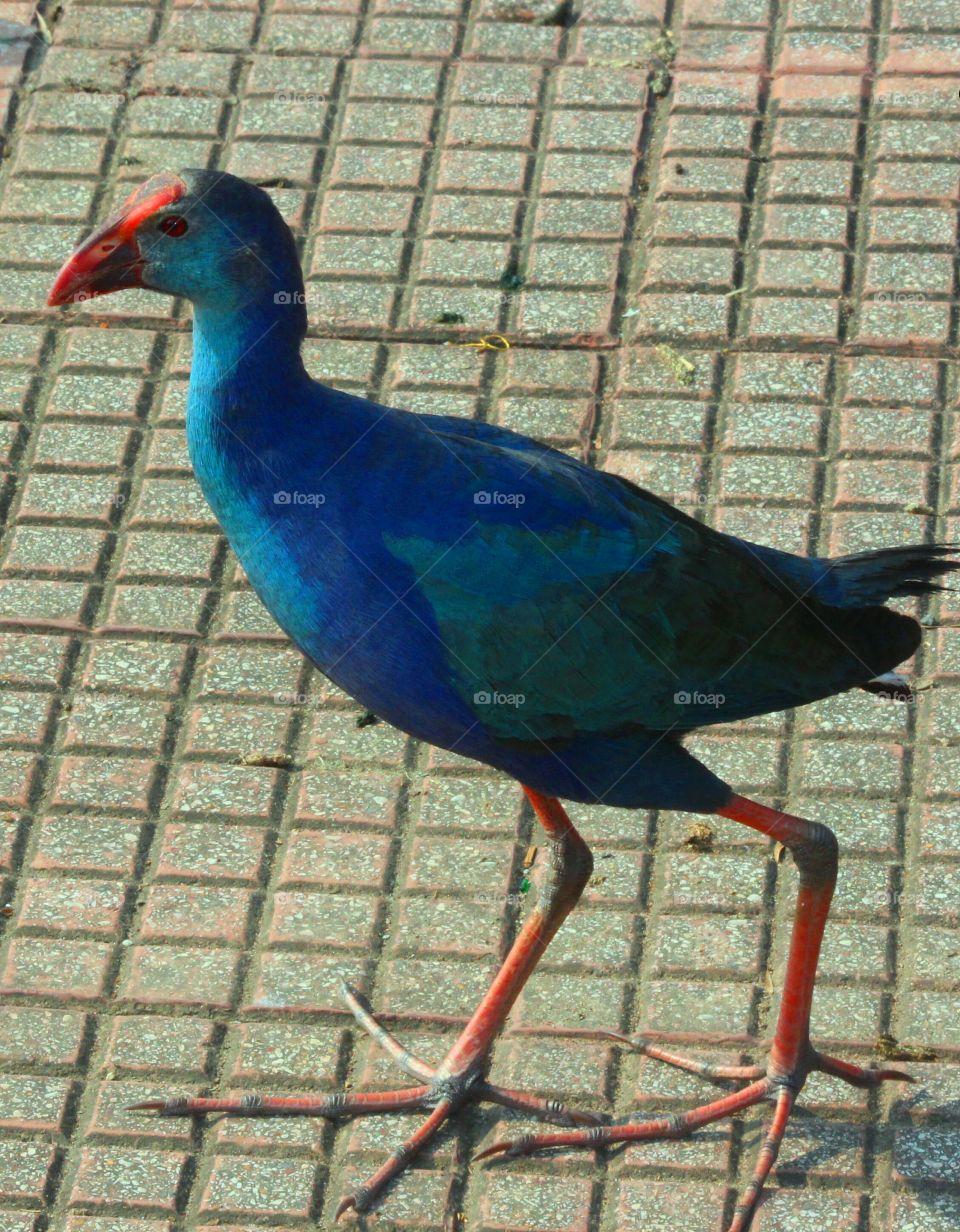 Side view of a blue exotic bird