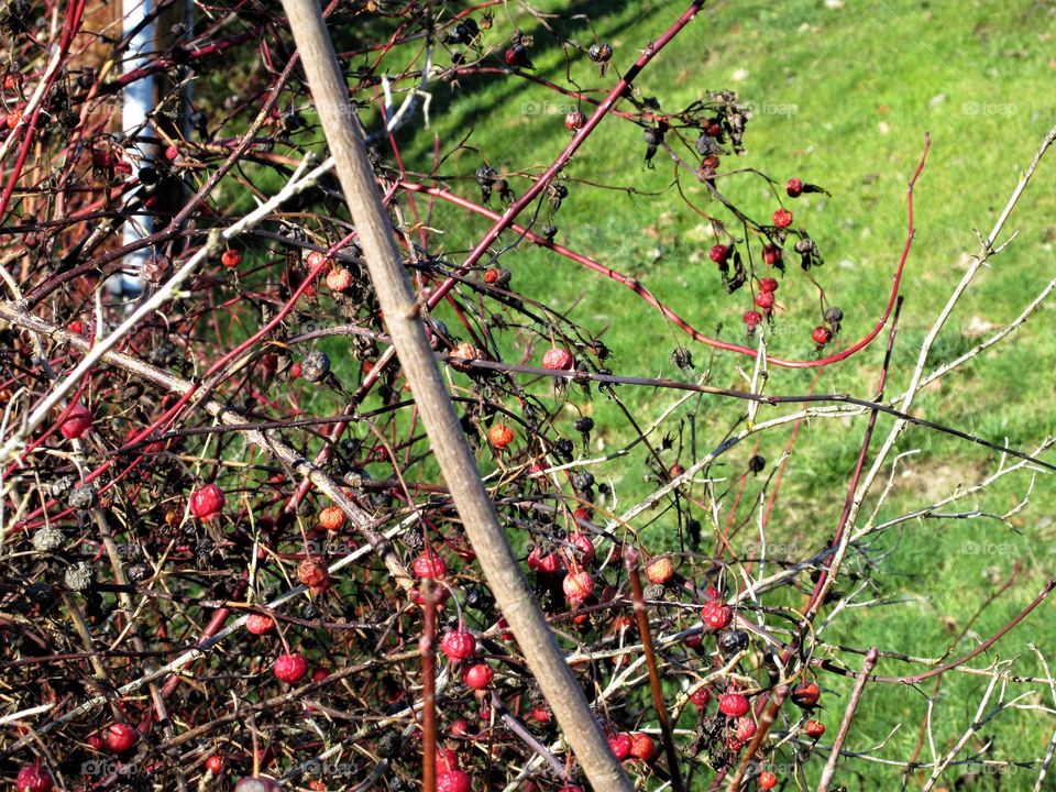 rose hips