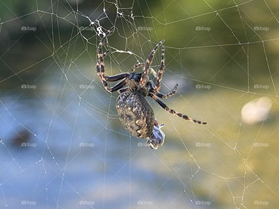 A spider in a web