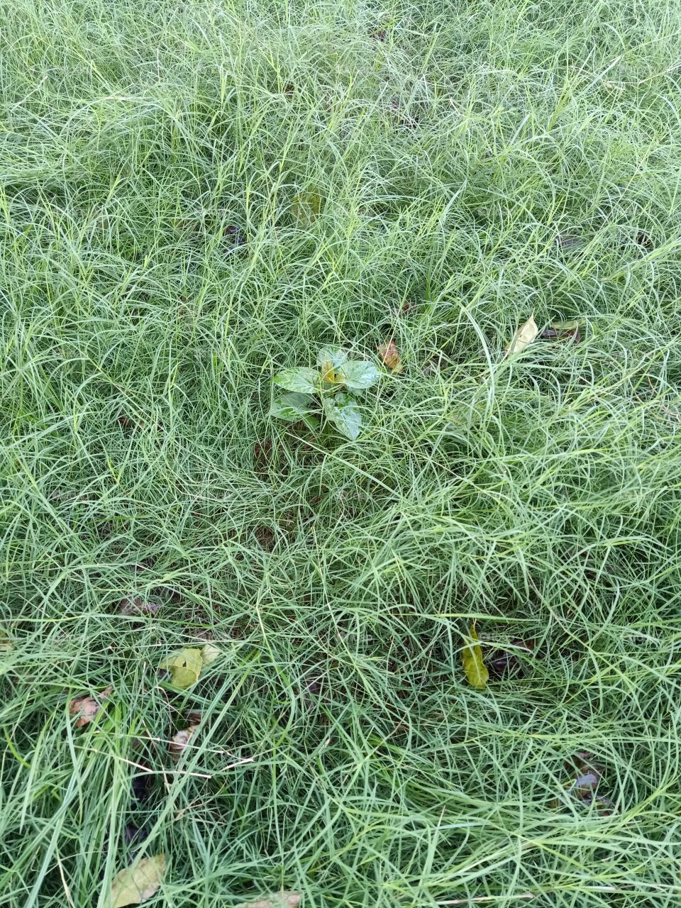 Grass