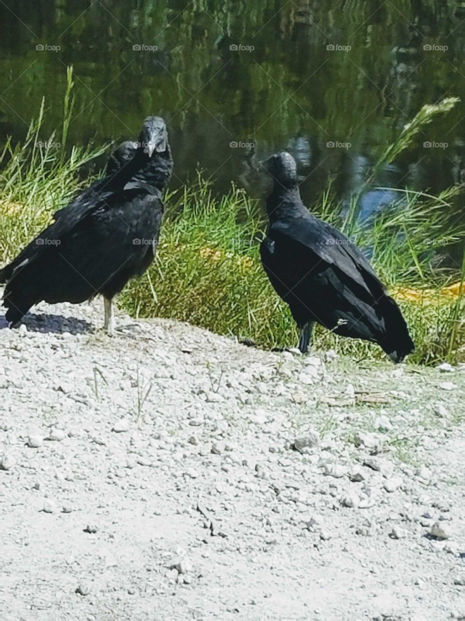 crows