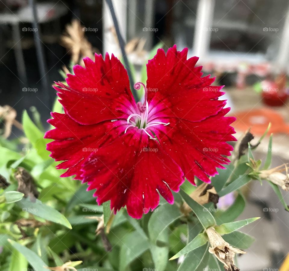 🌹 🇺🇸 Very beautiful flowers (red cravinas) to brighten our day. Live nature and its beauty. Did you like the delicate petals? / 🇧🇷 Flores muito bonitas para alegrar nosso dia (cravinas). Viva a natureza e sua beleza. Gostaram das pétalas delicadas? 