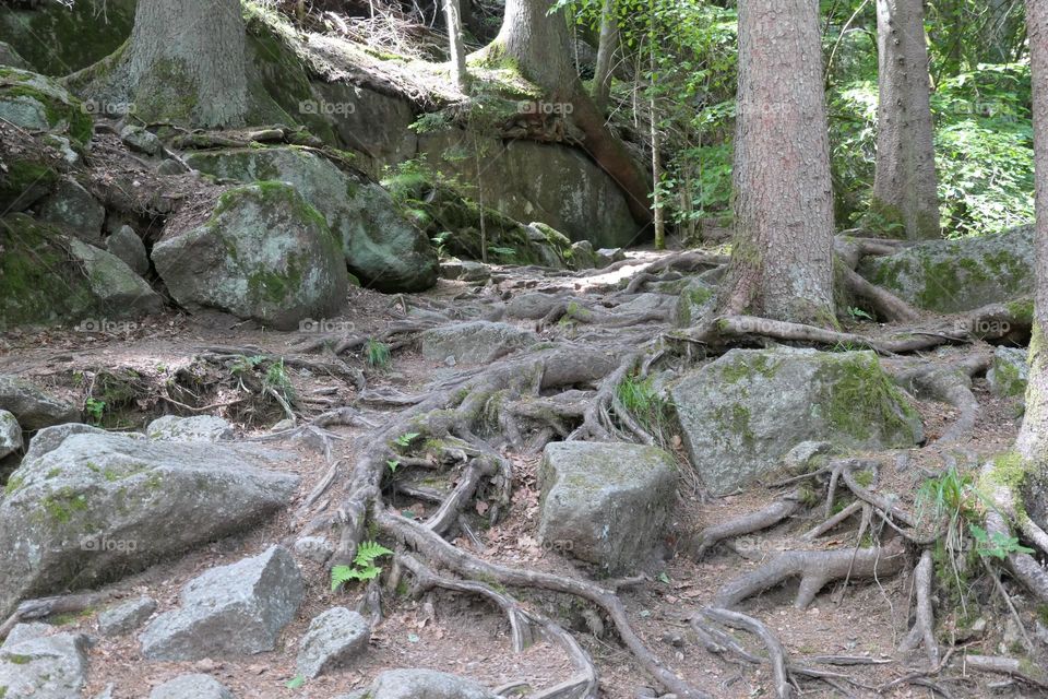 Steine und Wurzeln