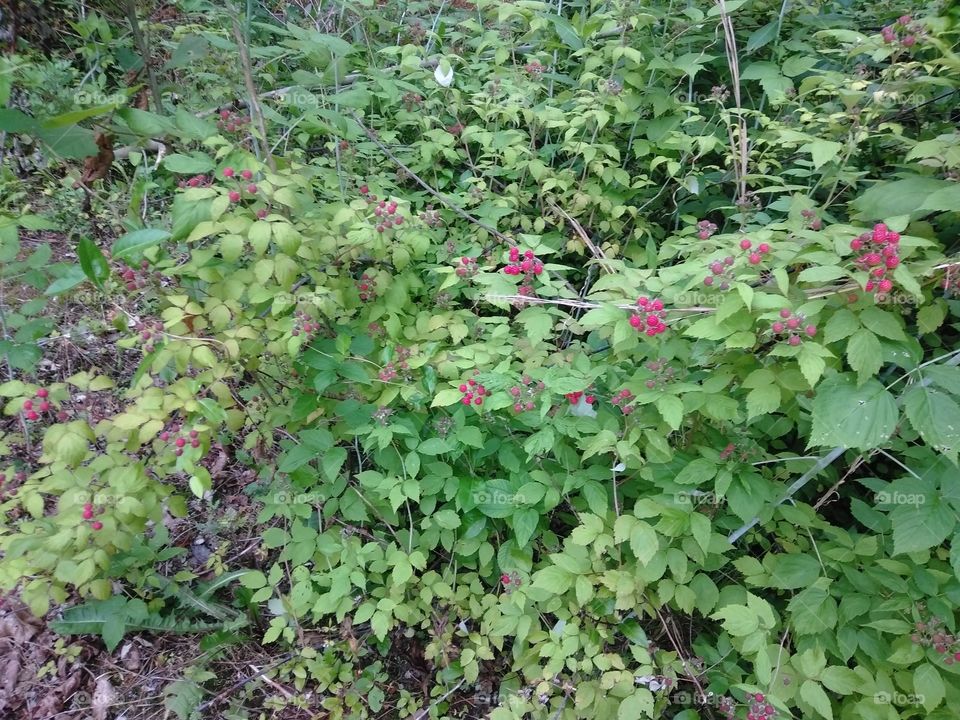Wild Raspberry Bushes
