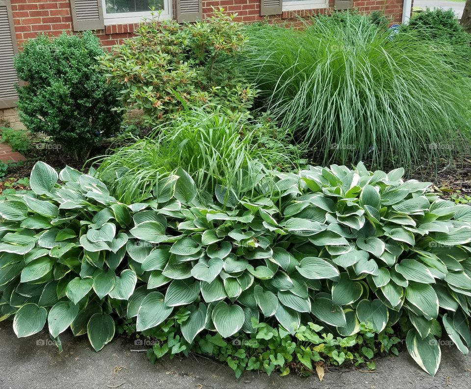 Hosta
