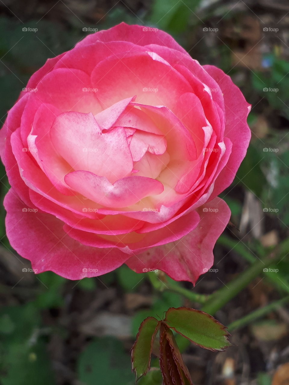 Flower, Nature, Rose, No Person, Leaf