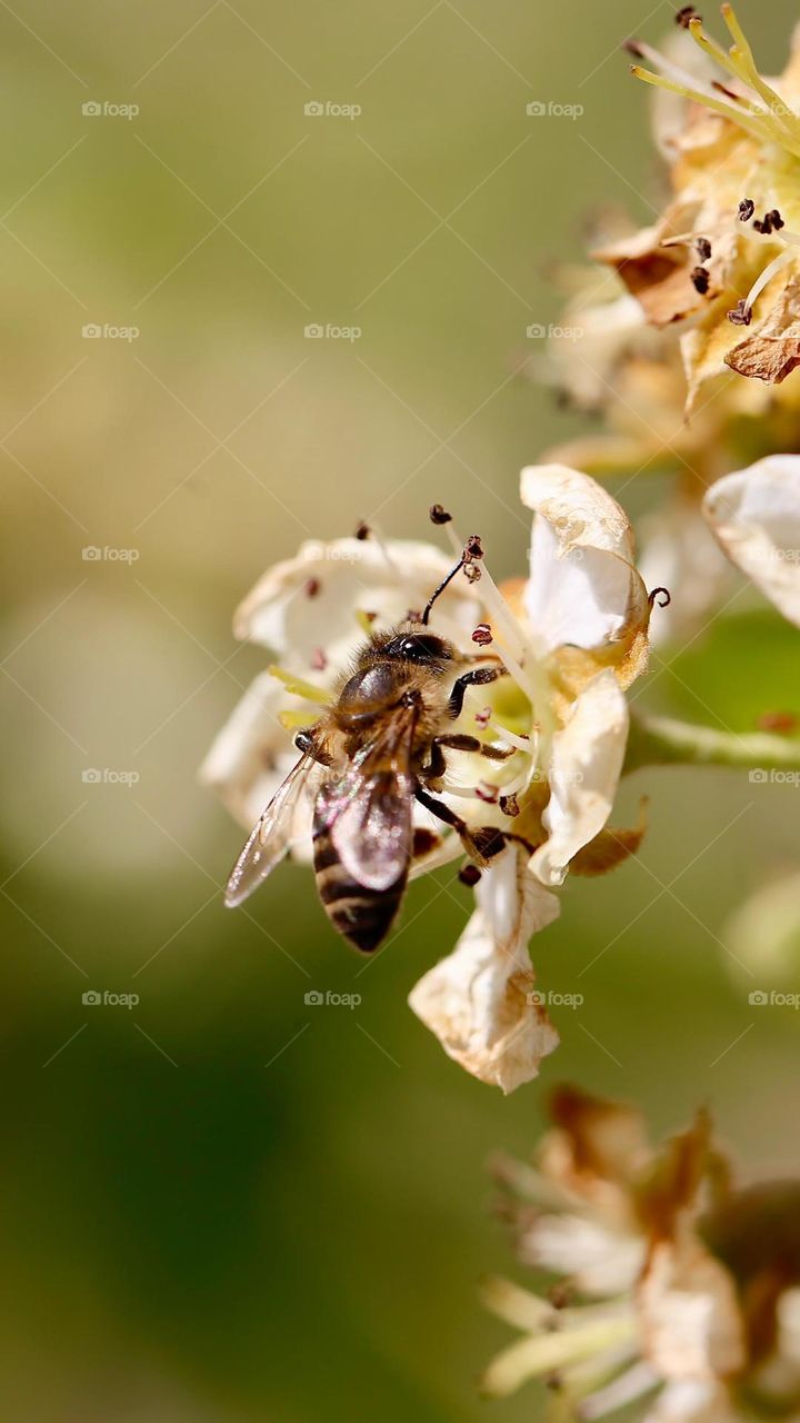 Bee on flower
