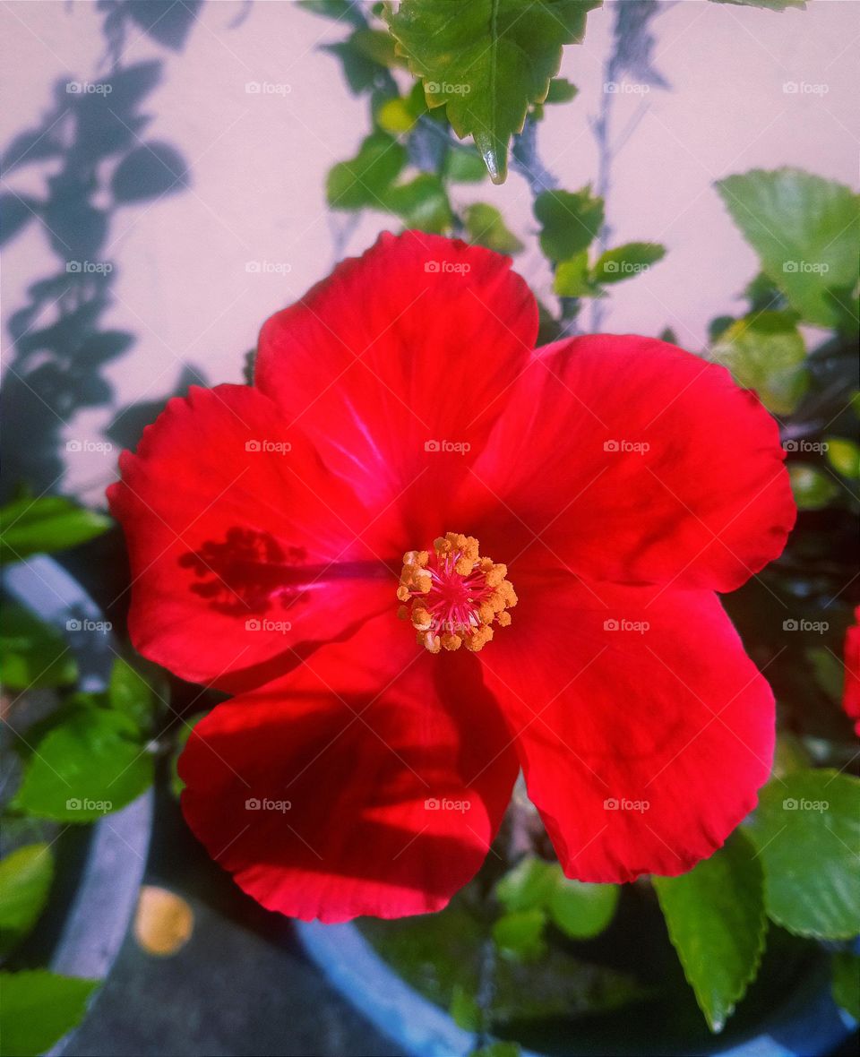 beautiful red hibiscus 🌺🌻🌹🌷flower in our garden