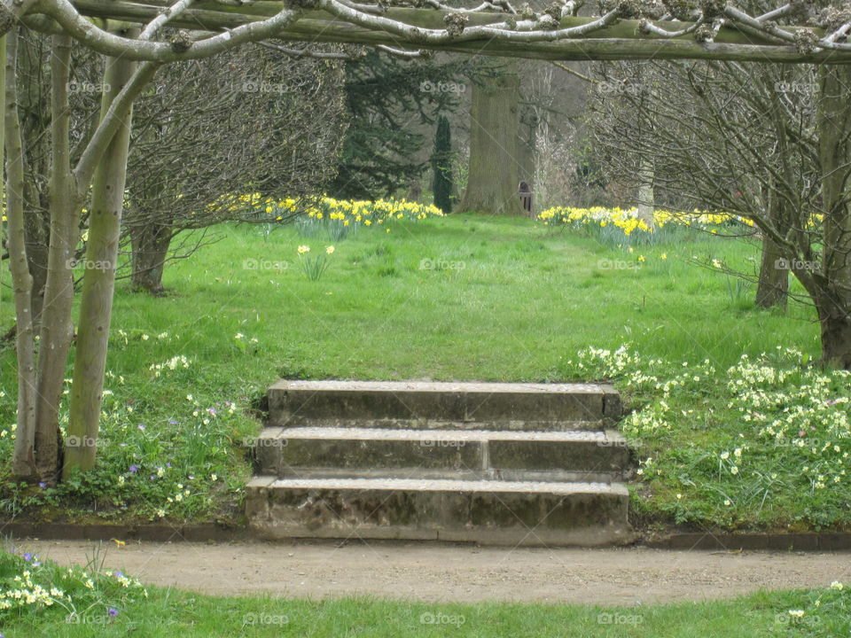 Grass, Park, Garden, Leaf, Tree