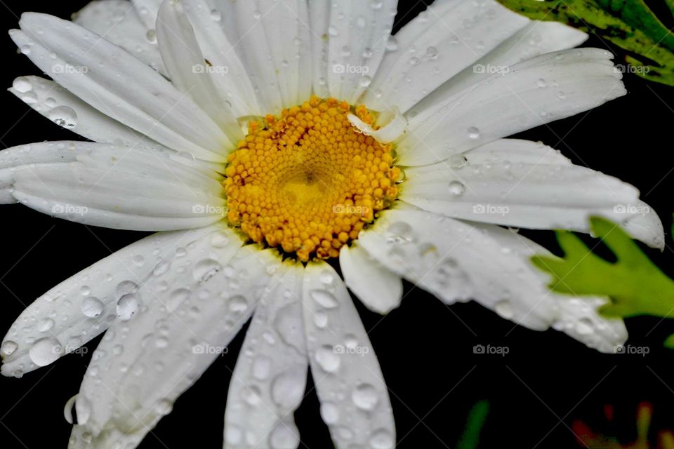 Raindrops on a springtime flower