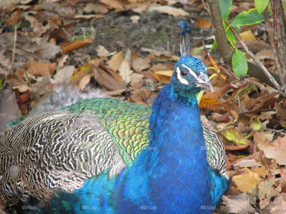 Peacock at rest 2.
