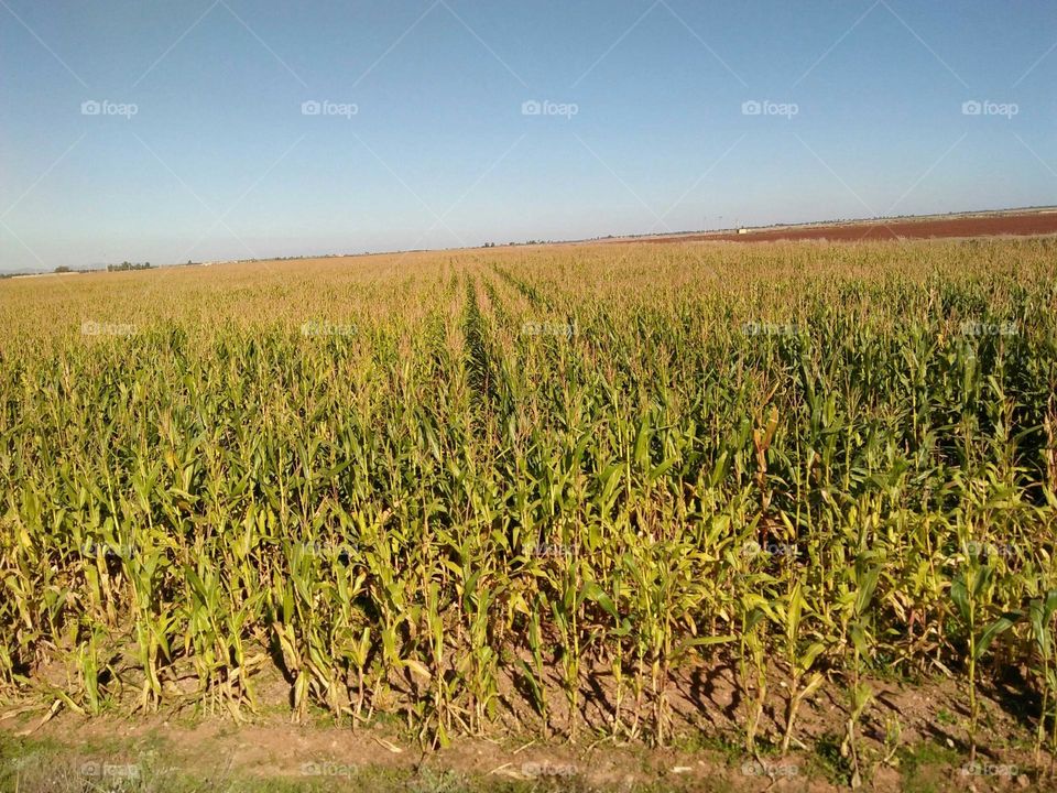 Beautiful field of corn.