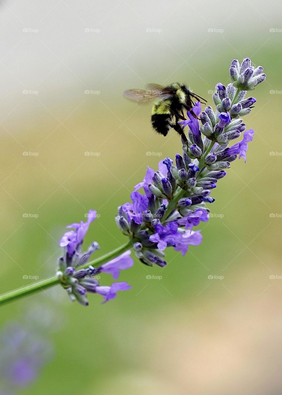 A bee lands on a purple flower that has just begun to bloom during the early days of summer