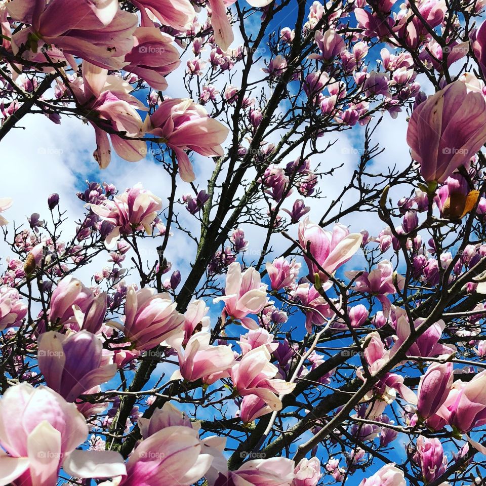 Lovely spring day! Magnolia is blooming! It is so beautiful out, cannot get enough of it! 