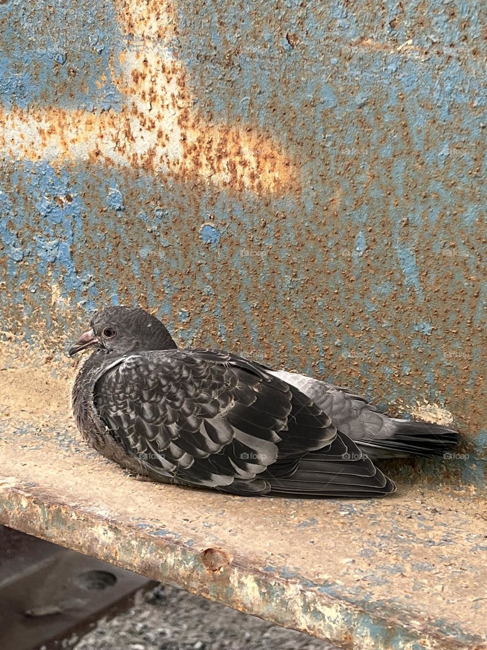 Resting Piegon