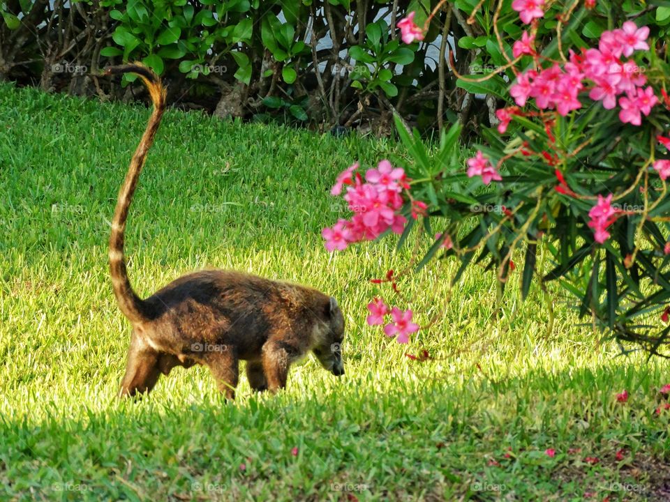 Coati In The Garden
