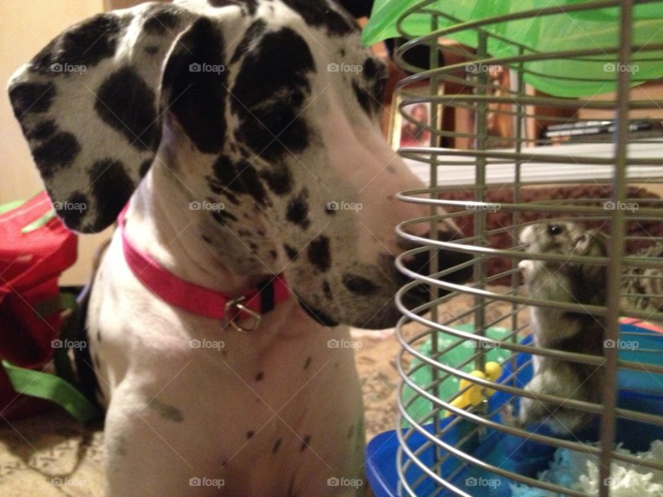 Great Dane and Hamster Friendship. 