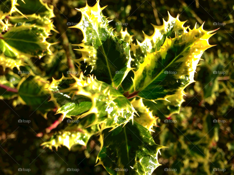 green golden holly lake district by null_device