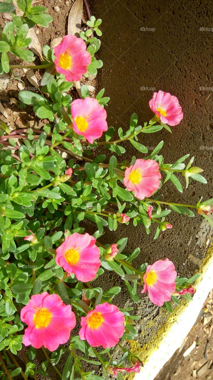 Red colour Croton plants