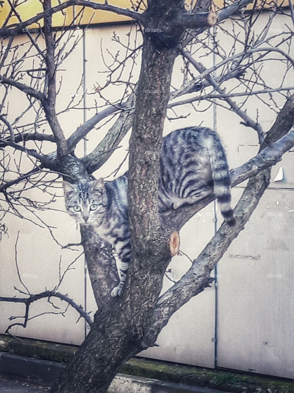 nature outdoor view spring summer cat pet