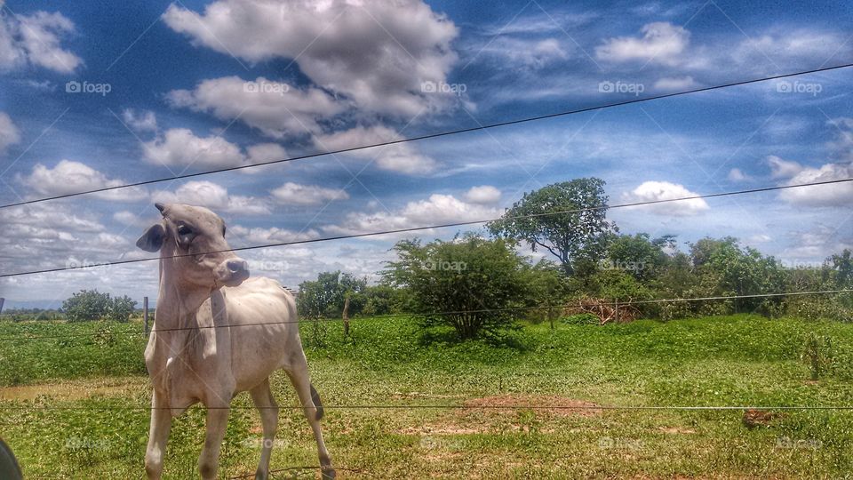 vaca gado mato céu