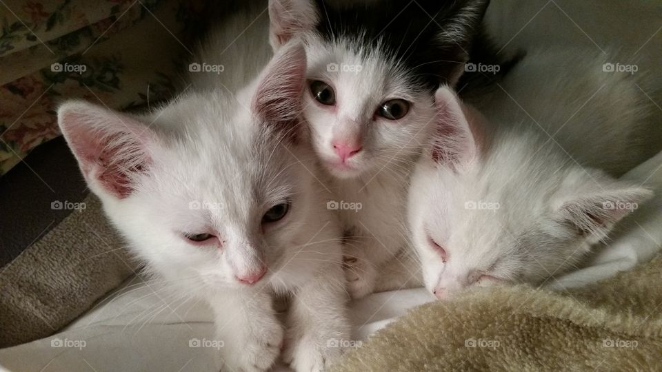 Kittens