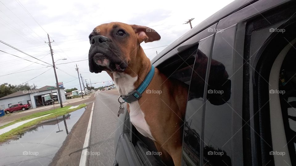 Flapping in the wind