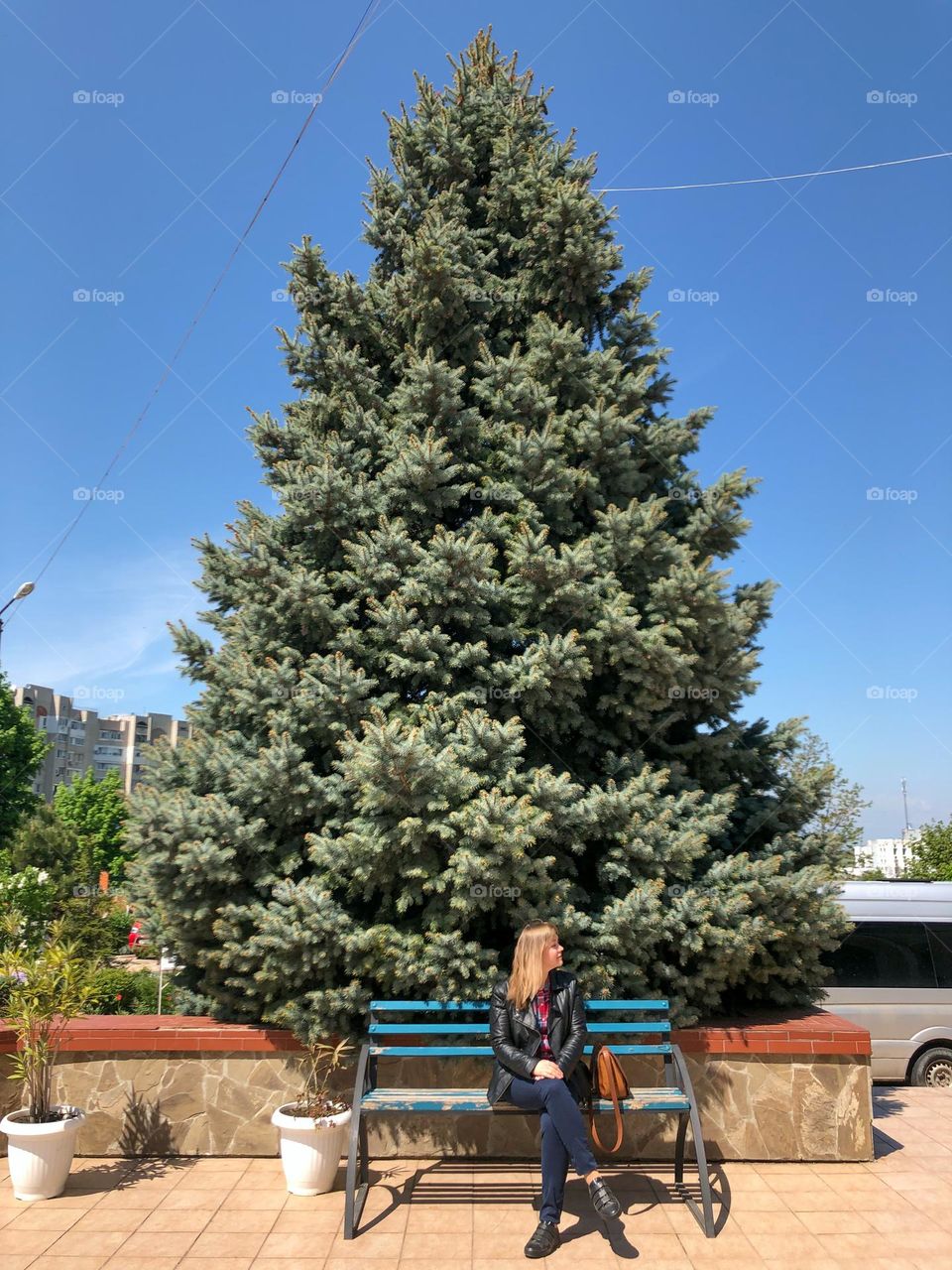 Woman sits on bench near the big spruce