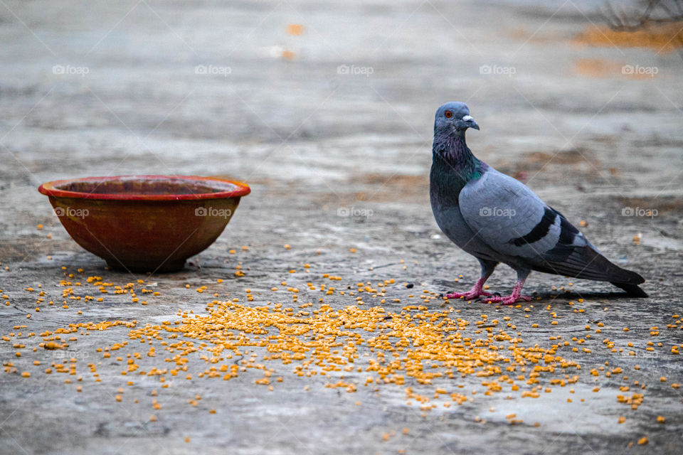 why is she behaving like humans? what else she wants when everything she needs is in front of her?