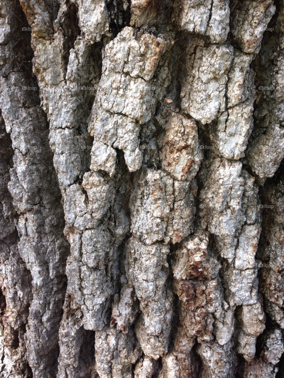 wood tree texture bark by threeboydad