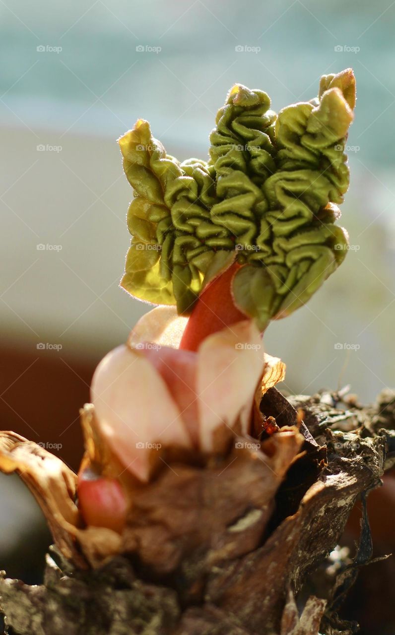 Rhubarb sprouts