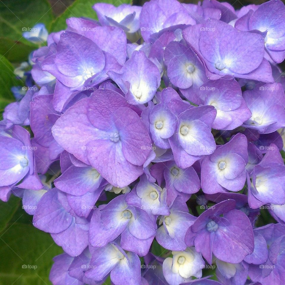Purple hydrangeas 