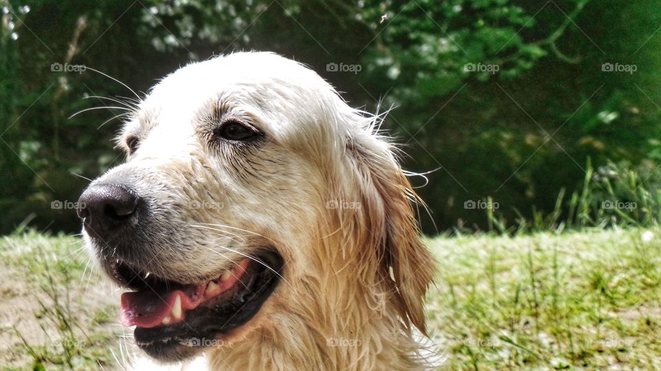 Sweet Zoe . Zoe enjoying a lovely golden day in Devon 