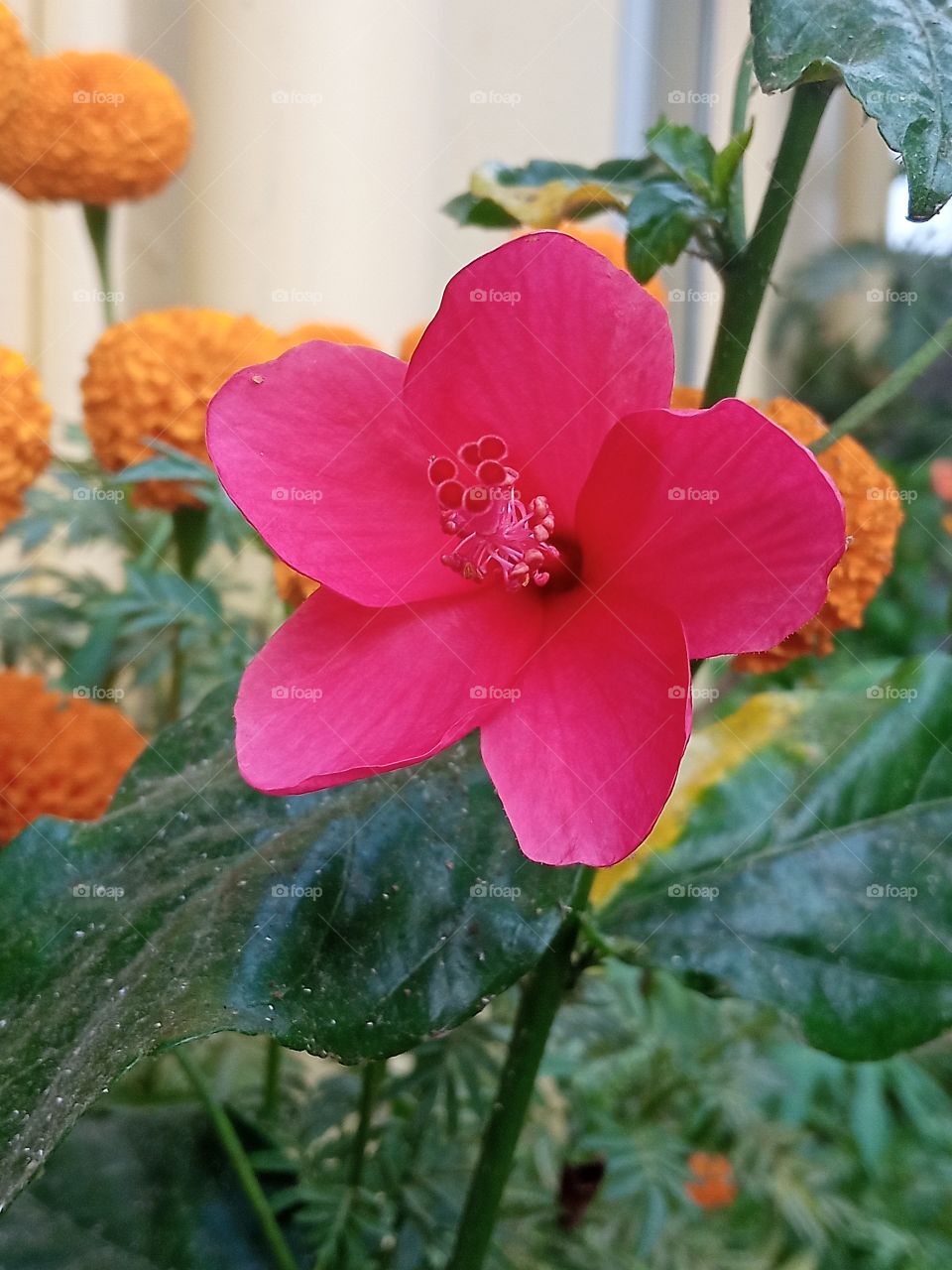 beautiful hibiscus🌺