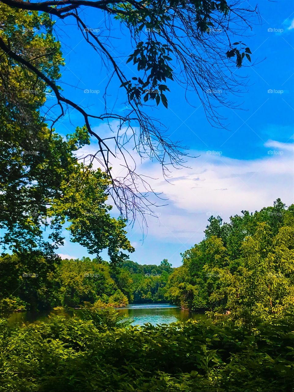 River view behind the trees 