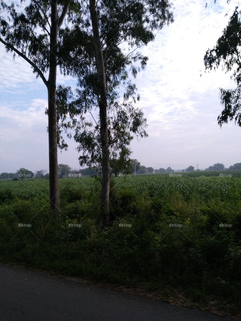 Close-up of agricultural field