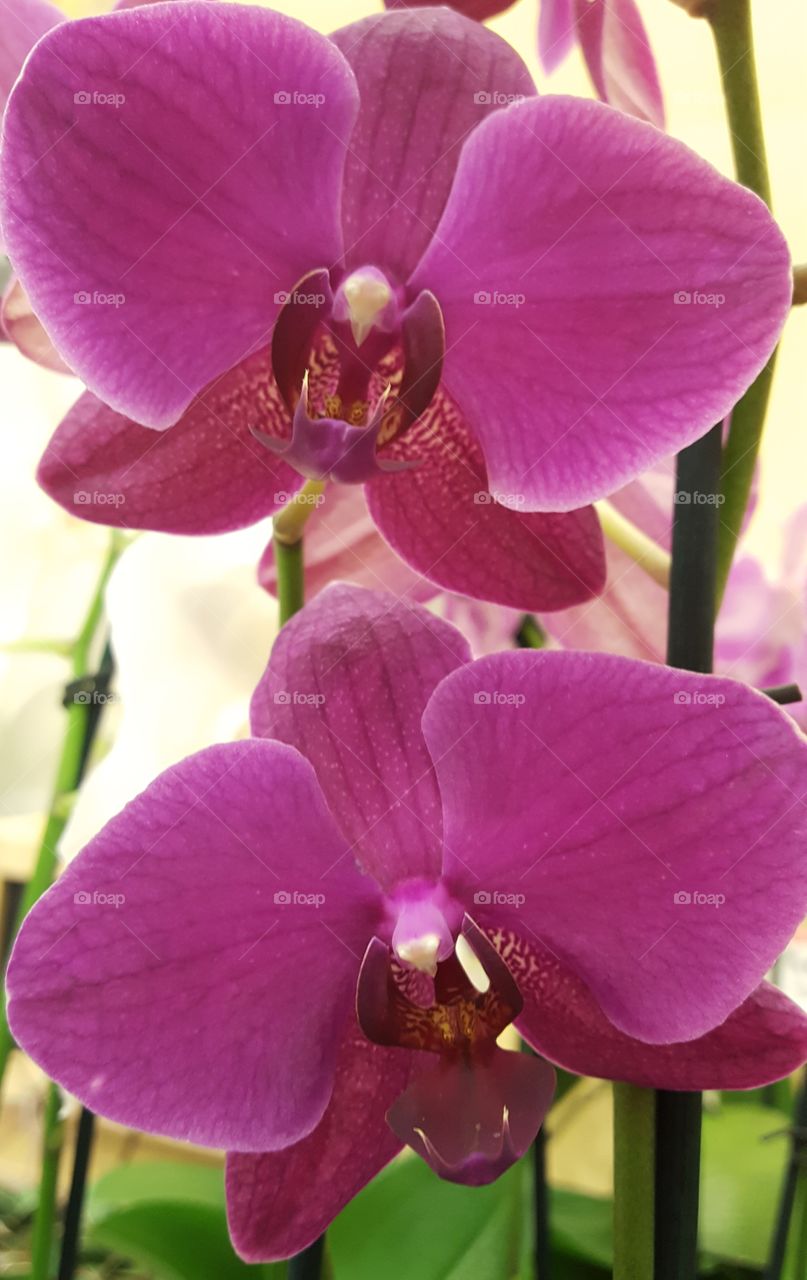 orchid