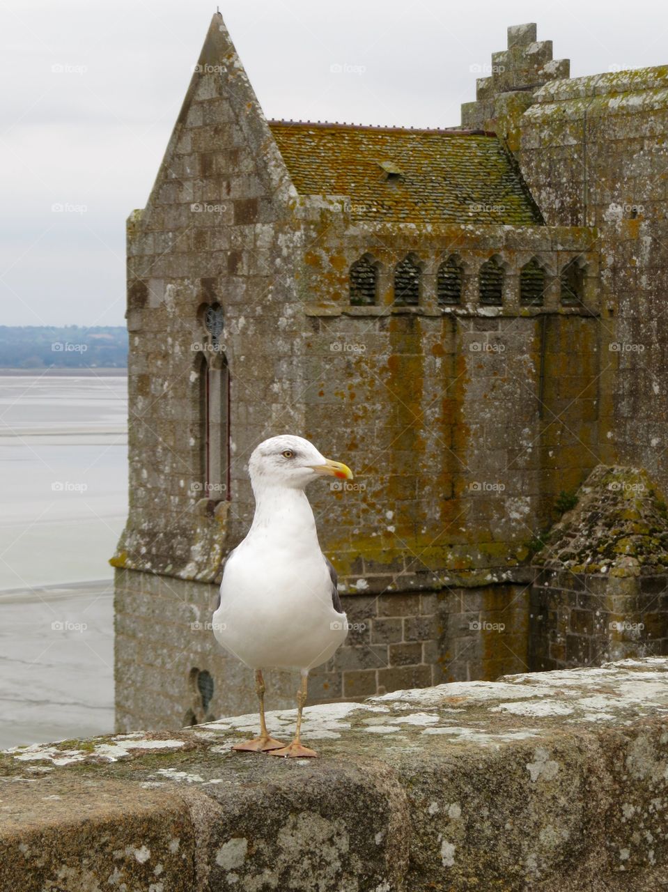 Seagull at Mont Saint-Michel