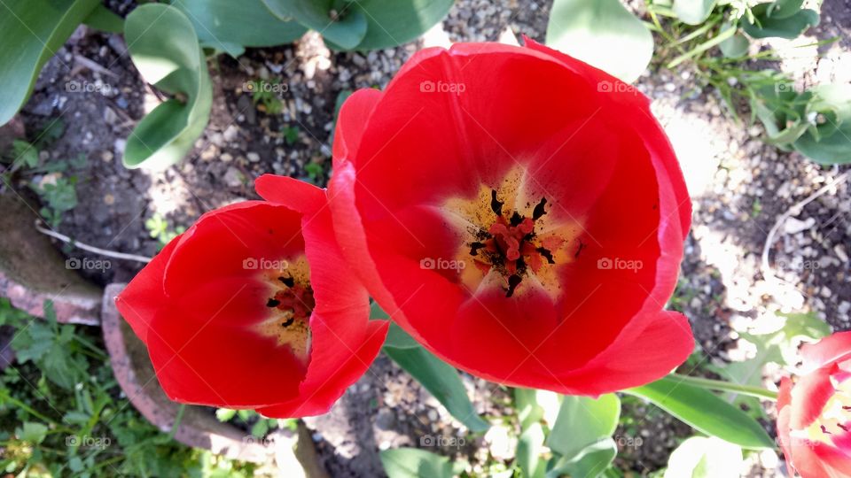 Red Tulips in