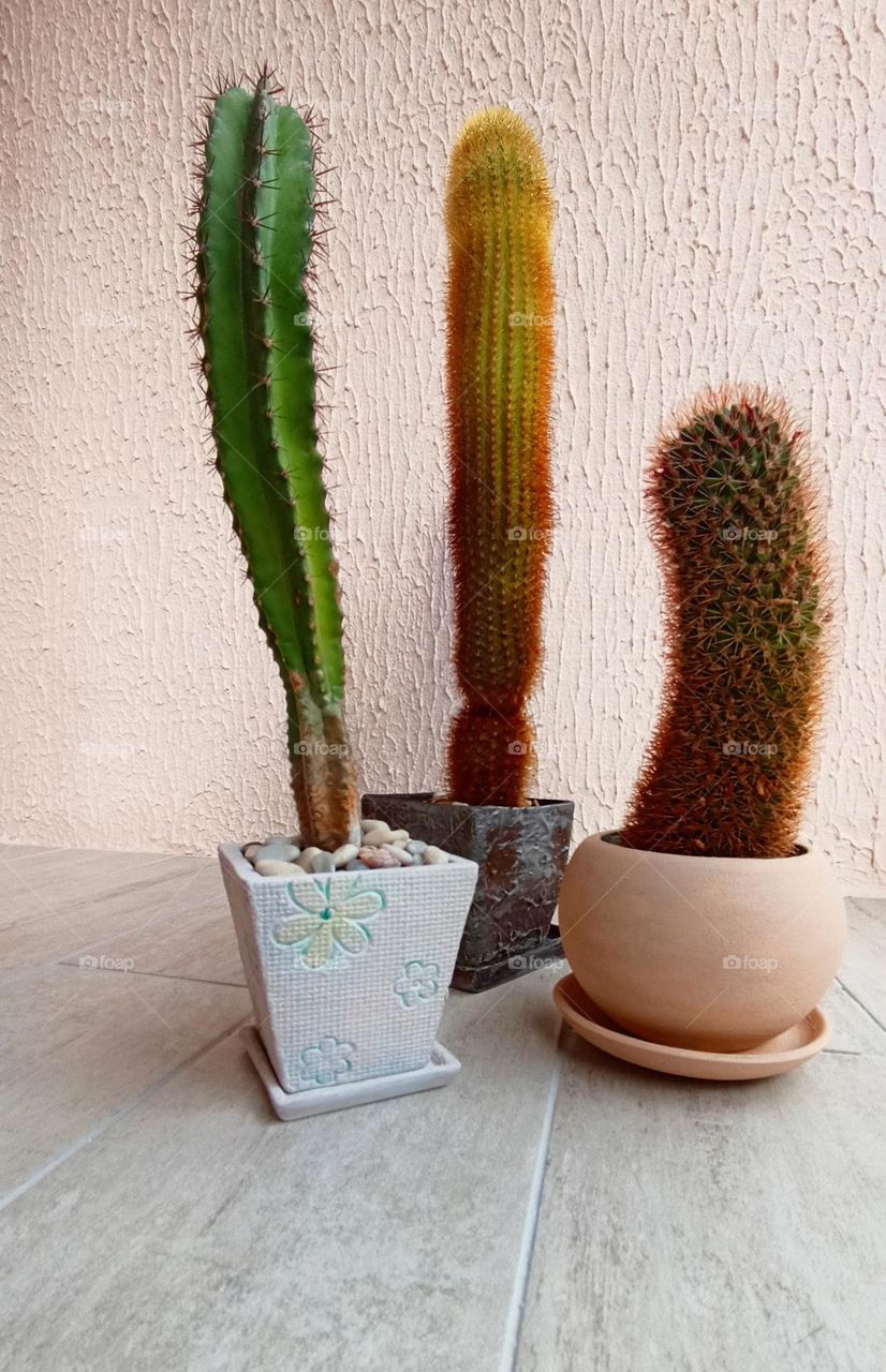 cactus house plants