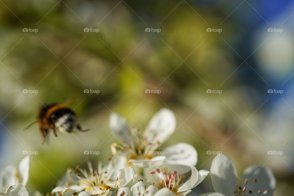 Bee