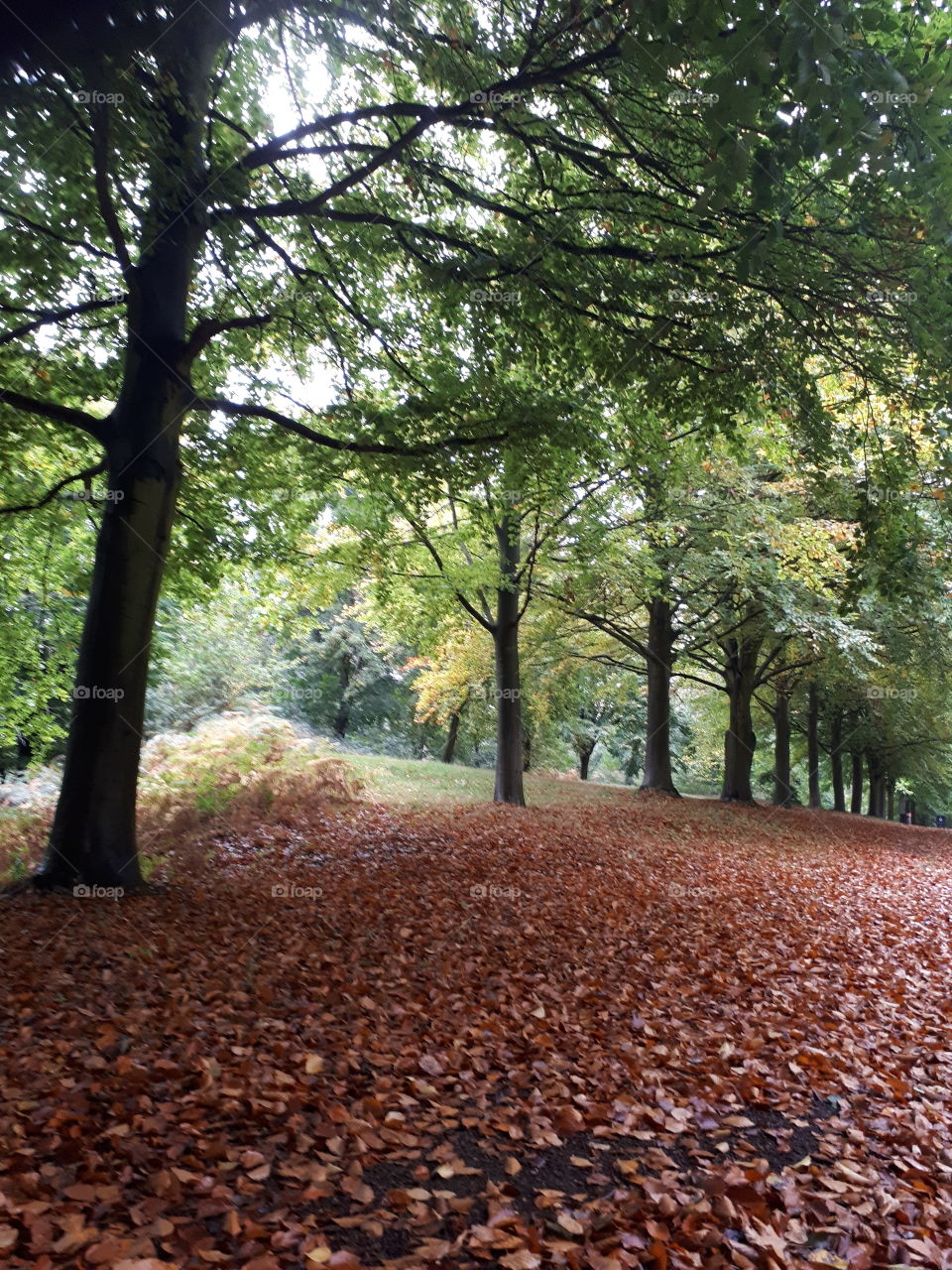 Woodland In Autumn