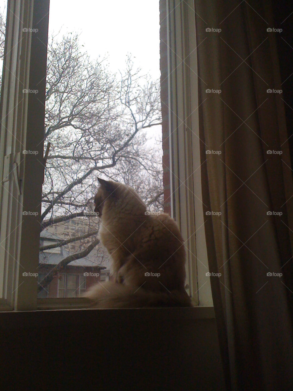 winter cats window pets by michaella
