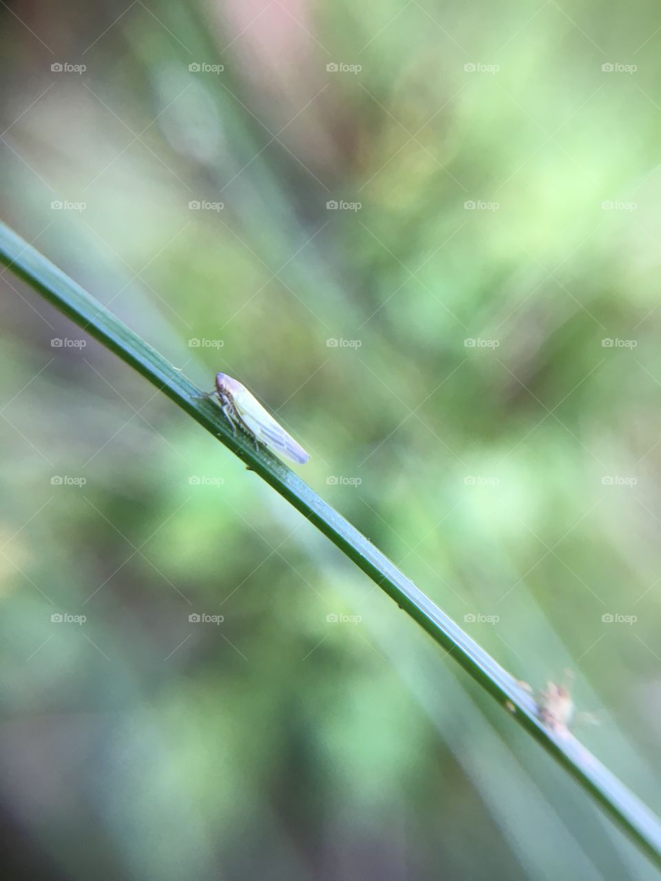 Tiny insect on grass blade 