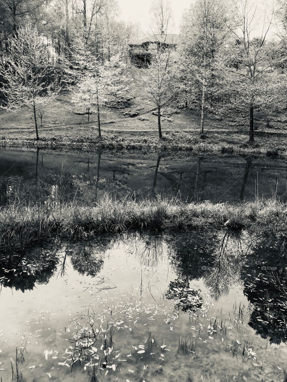 Black and white reflecting pond with trees